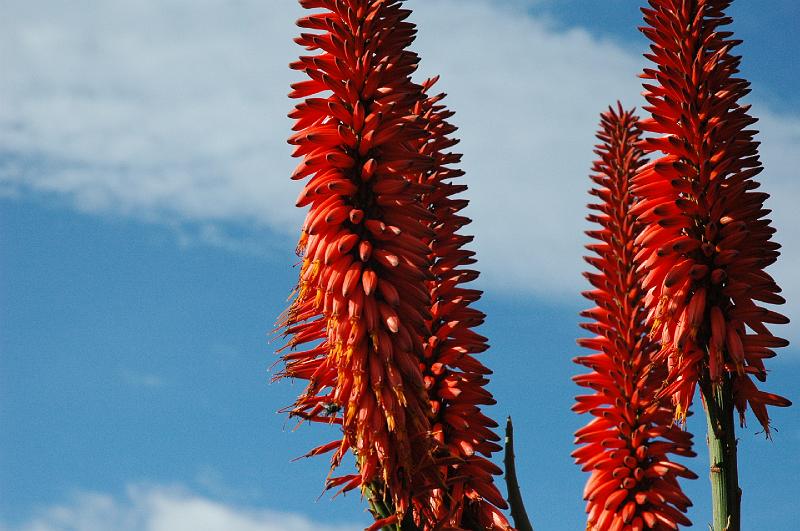 Nice flowers.JPG